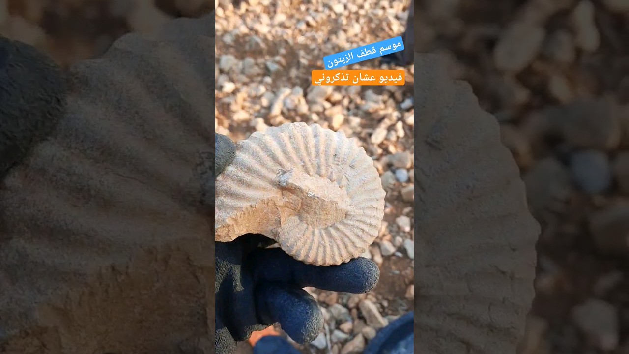 موسم قطف الزيتون في فلسطين، ووجدت احفورة. فيديو سريع عشان تتذكروني