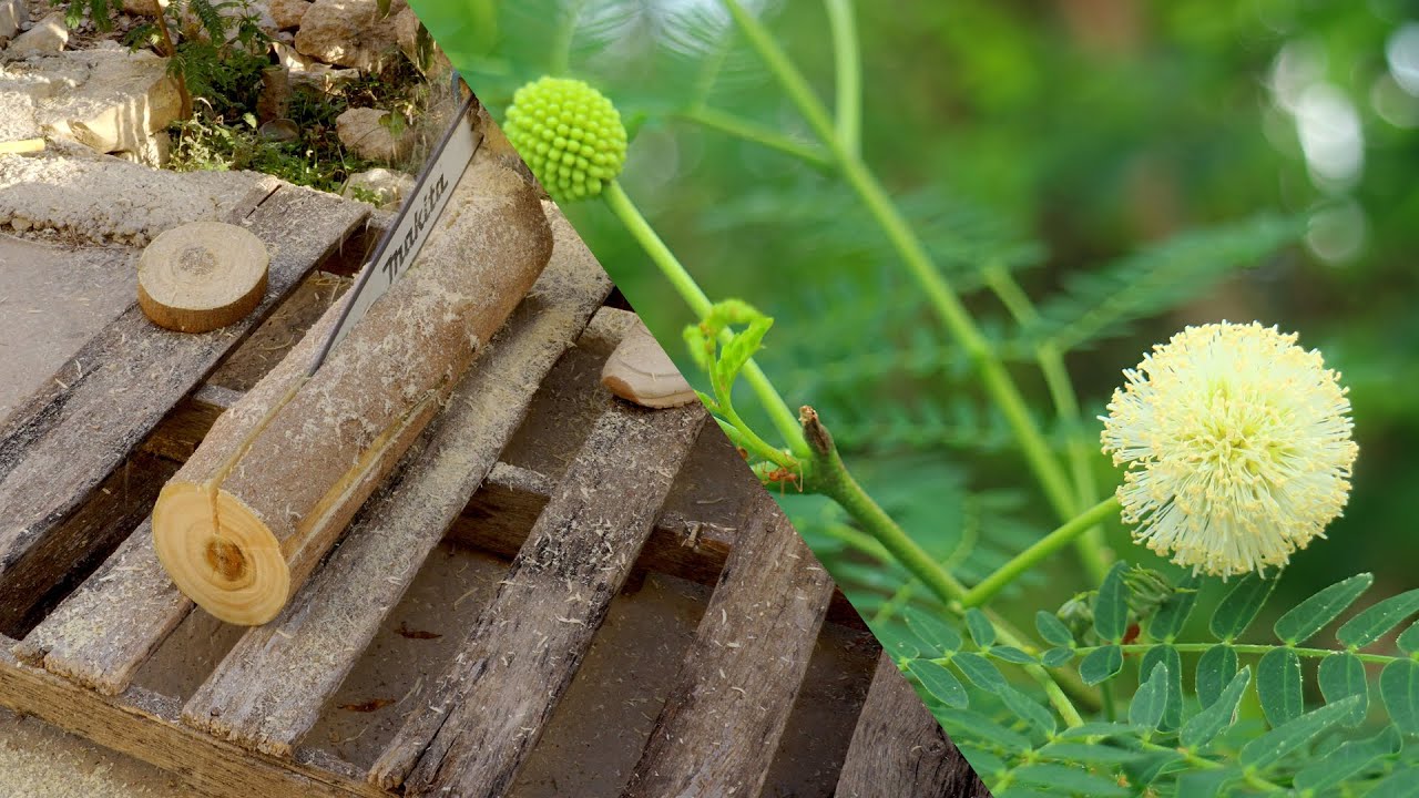 how Jumbay (Leucaena leucocephala) wood grain looks like?