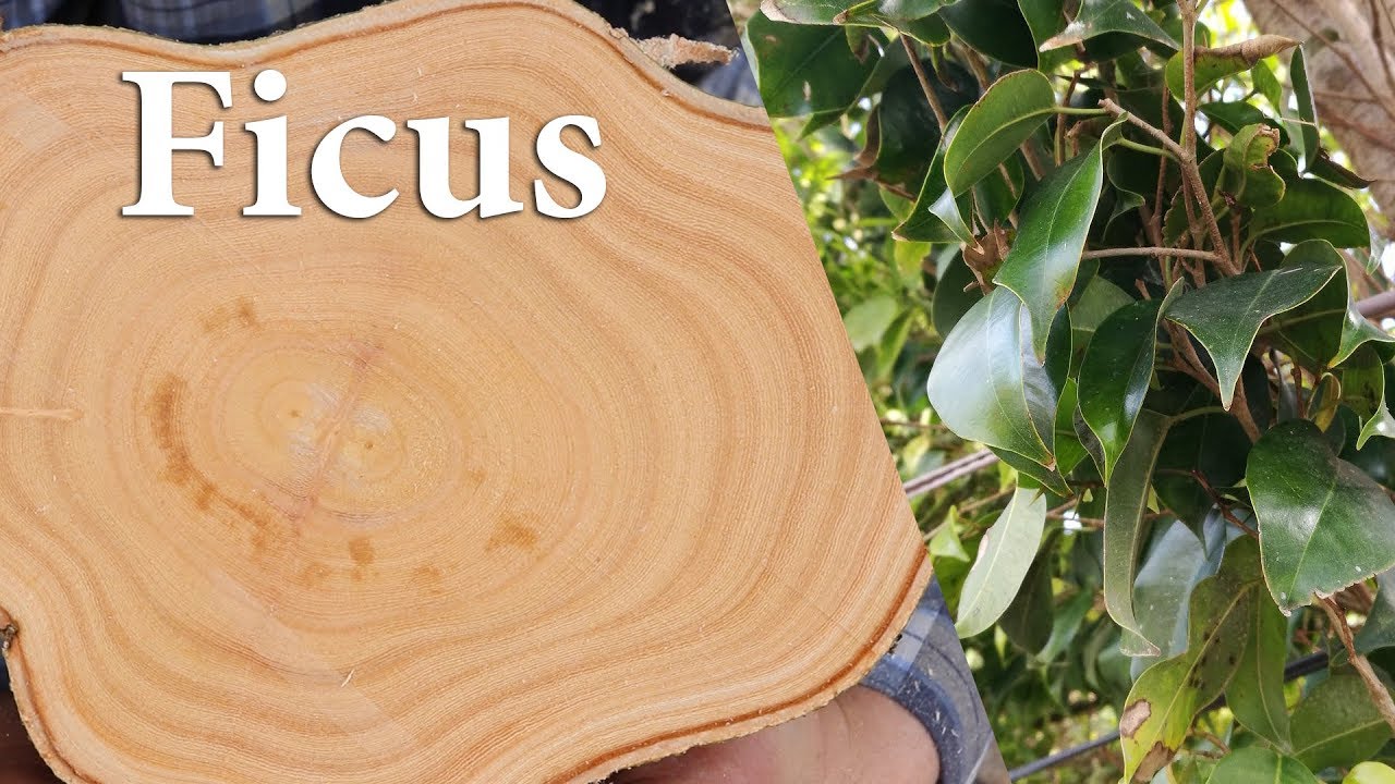 how ficus Wood grain looks like? green ficus Benjamina wood fibers also knows as Weeping fig