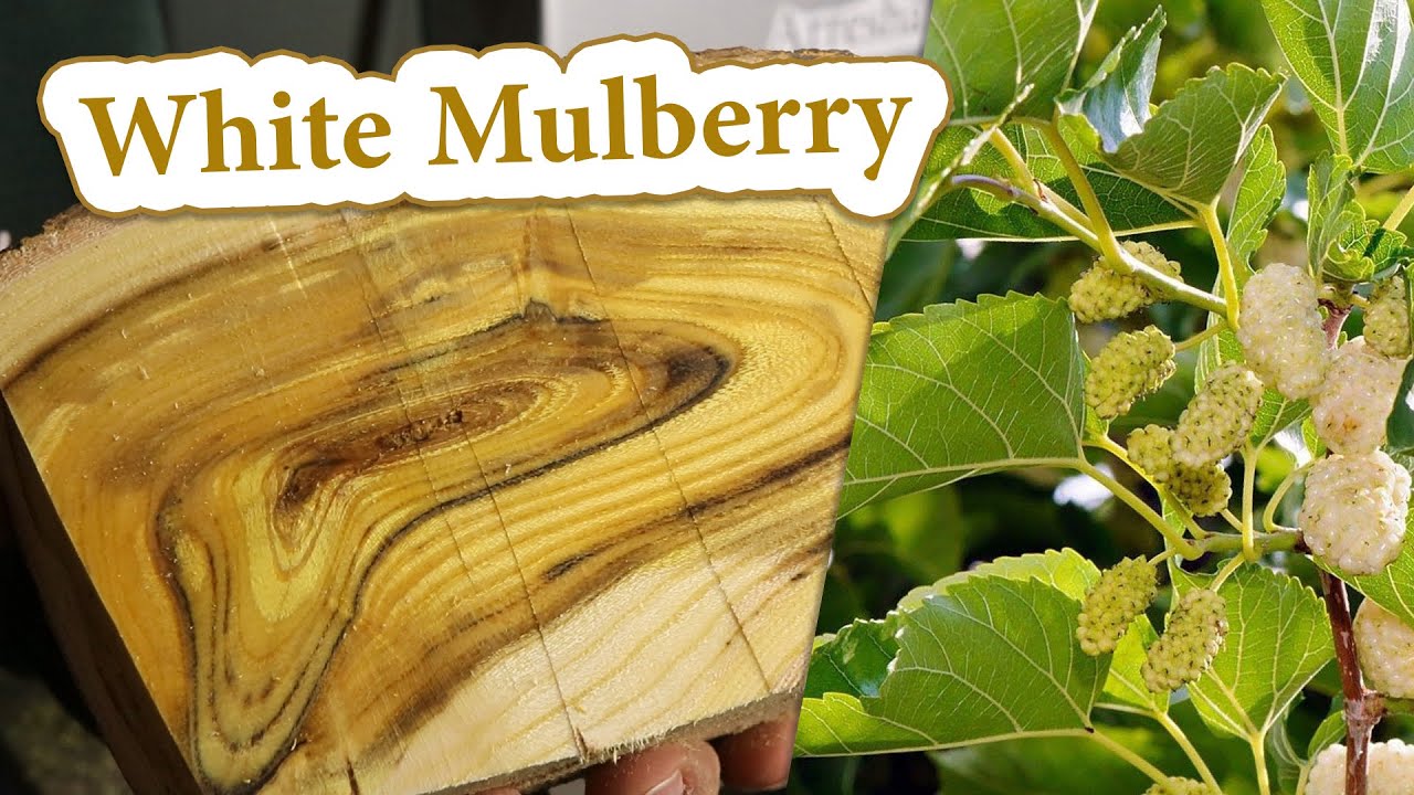 how White Mulberry wood grain looks like? green fresh mulberry wood