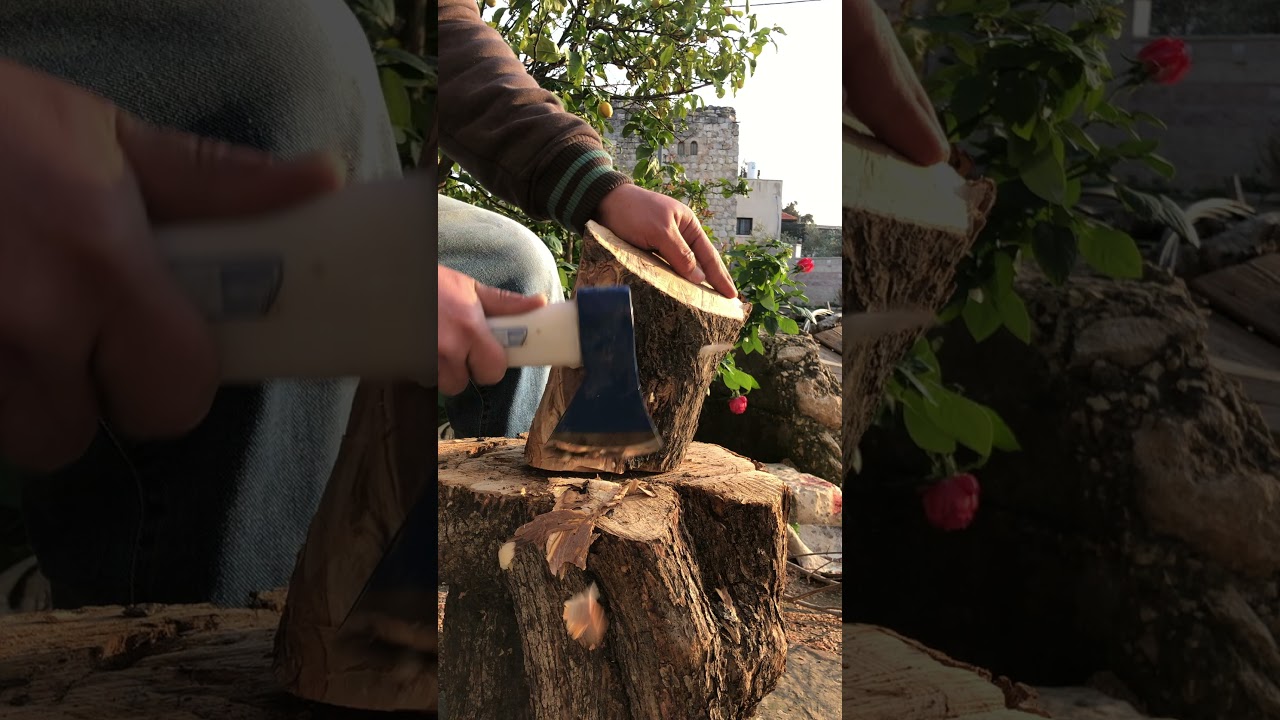 olive wood bark peeling.